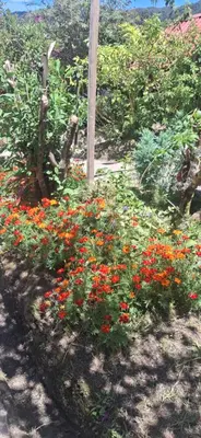 a garden filled with lots of colorful flowers at Moss in San Isidro