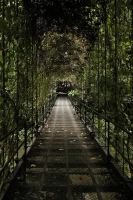 a bridge in the middle of a forest with trees at Isla Clara Hotel in San Francisco