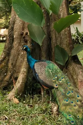 a peacock standing next to a tree at Isla Clara Hotel in San Francisco