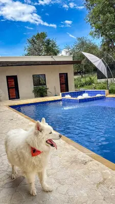 a white dog standing next to a swimming pool at Villa Sol in Sopetran
