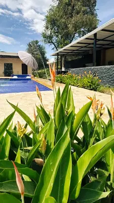 a green plant in front of a swimming pool at Villa Sol in Sopetran