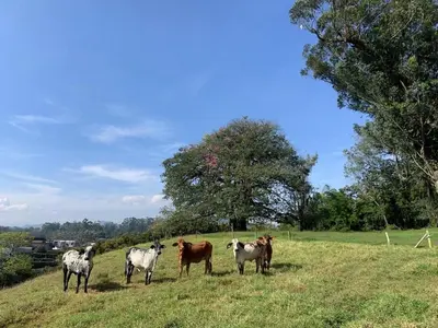 a group of horses standing in a field at Sweet Helen Casa Santa in Rionegro
