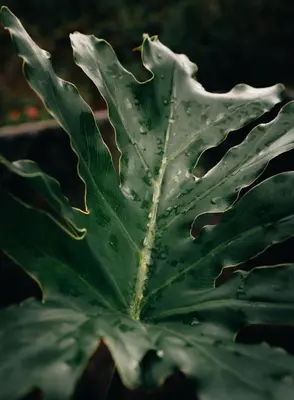 a green leaf with water droplets on it at Forest El Retiro, cabañas en el bosque in El Retiro