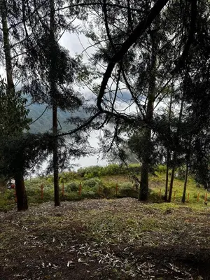 a group of trees with a field in the background at Mist CHALETS in Santa Bárbara