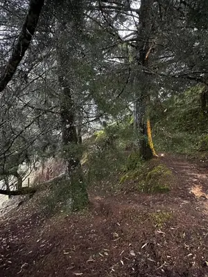 a wooded area with trees and a dirt trail at Mist CHALETS in Santa Bárbara