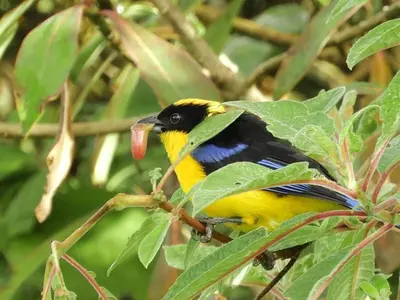a yellow and black bird sitting on a tree branch at Cabaña privada Reserva Rio Blanco Manizales in Manizales