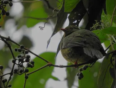 a bird sitting on a branch of a tree at Cabaña privada Reserva Rio Blanco Manizales in Manizales