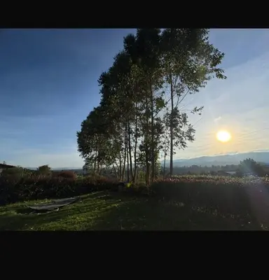 a group of trees with the sunset in the background at Cabaña descanso in Guarne