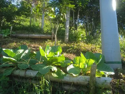 a garden with green plants and a pole at Balcones de la montaña in El Limón