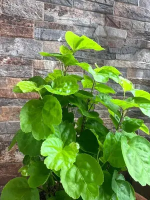 a plant with green leaves next to a brick wall at Hospedaje LunaDorada en Doradal in Puerto Triunfo
