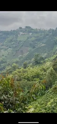 a view of a lush green hillside with trees at piedras del ocaso manizales in Manizales