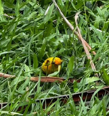 a yellow bird is sitting in the grass at piedras del ocaso manizales in Manizales