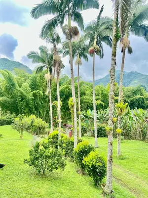 a group of palm trees in a grass field at Finca La Carmelita Casa Campestre con Piscina y entre Montañas a sólo minutos de Santa Rosa de Cabal in Santa Rosa de Cabal