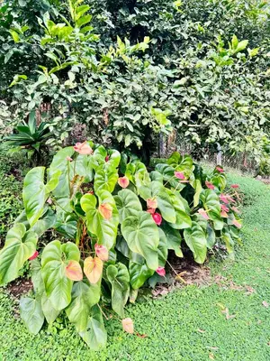 a bunch of green plants with pink flowers at Finca La Carmelita Casa Campestre con Piscina y entre Montañas a sólo minutos de Santa Rosa de Cabal in Santa Rosa de Cabal