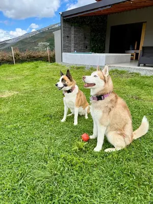 two dogs sitting in the grass in a yard at Finca Monteverde House in San Isidro