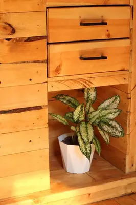 a plant in a pot next to a cabinet at Maderalia in El Salvador
