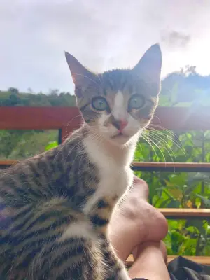 a cat is sitting in a persons hand at Maderalia in El Salvador