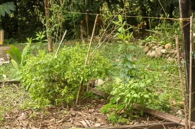 a garden with a fence and some plants at Eco posada El Encuentro San Carlos frente al rio in San Carlos