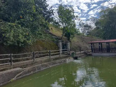 a pond of green water with a wooden fence at Finca Hotel Rancho Cattleya in Chinchiná