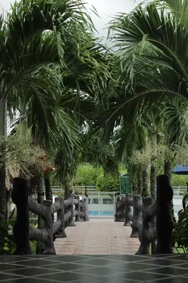 a garden with palm trees and a swimming pool at Hotel Brisas La Gaviota Mariquit-Tolima in Mariquita