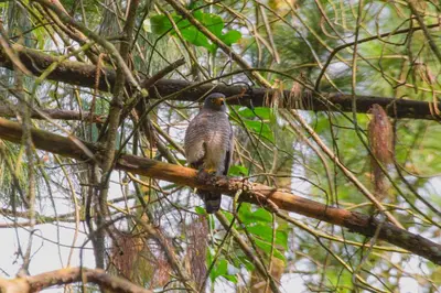 a bird perched on top of a tree branch at Hacienda Santa Bárbara Coffee Farm in La Linda