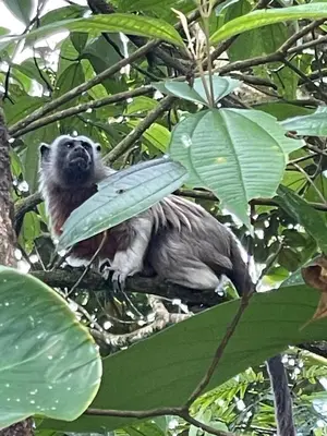 a bird is sitting in a tree at Rio Claro Reserva Natural in San Francisco