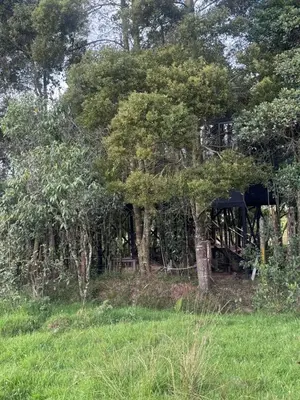 a tree house in the middle of the woods at Boheme Cabin in Medellín