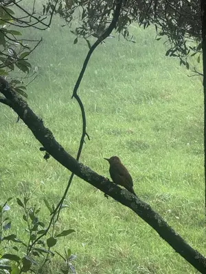 a bird sitting on a tree branch in a field at Boheme Cabin in Medellín