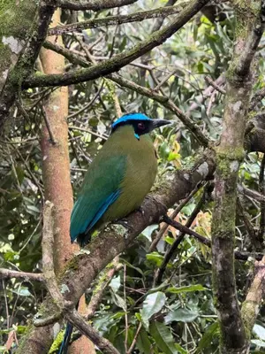 a green and blue bird sitting on a tree branch at Boheme Cabin in Medellín