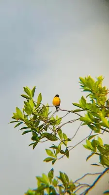 a small yellow bird sitting on a tree branch at Casa de campo Happy Hill in Cocorná