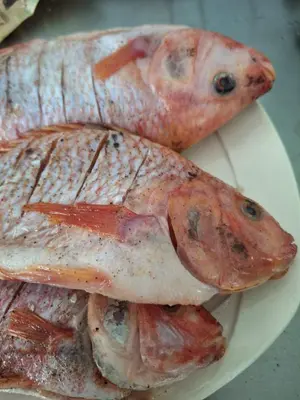 two pieces of fish on a white plate at Ecohotel Los Cedros in Cocorná