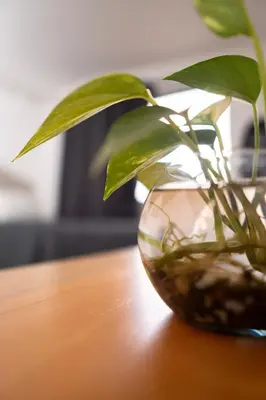 a plant in a glass vase on a table at Very spacious house one block from the park in San Luis