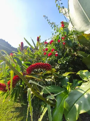 a bunch of red flowers in a garden at Casa Entre Montañas in Titiribí