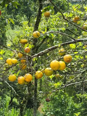 a bunch of oranges growing on a tree at Eco-paradise in coffee heartland in Marulanda
