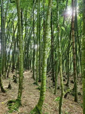 a forest of bamboo trees with the sun shining through at Eco-paradise in coffee heartland in Marulanda