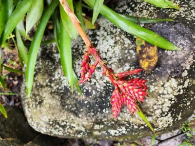 a red flower sitting on top of a rock at Eco-paradise in coffee heartland in Marulanda