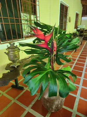 a plant with a red flower in a room at Eco-paradise in coffee heartland in Marulanda