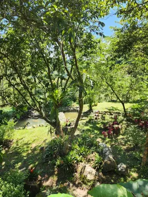 a tree in the middle of a field with flowers at Eco-paradise in coffee heartland in Marulanda