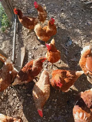 a group of chickens standing around a fence at Cabanas ecologicas con vista espectacular y cascada privada - Finca Qawana Ecolodge en San Carlos