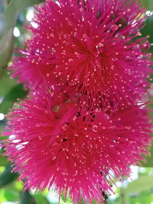 a group of pink flowers with water droplets on them at Cabanas ecologicas con vista espectacular y cascada privada - Finca Qawana Ecolodge en San Carlos