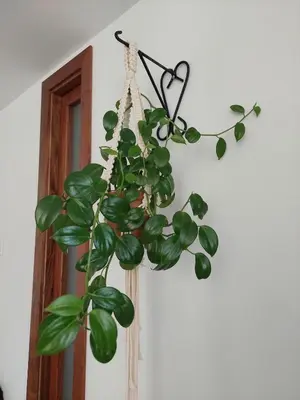 a green plant hanging from a wall at Apartment 202 Garden Shelter - 10 min to Balandú Park in Jardin