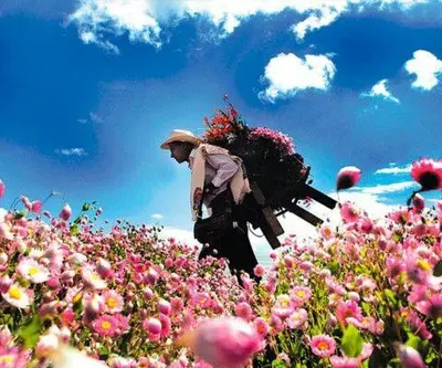 a man walking through a field of flowers at Alcoba independiente en nuestro hogar santa Elena encantada in Santa Elena