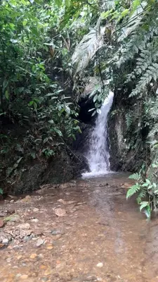 a waterfall in the middle of a jungle at La Rana Azul - Hospedaje rural in Manizales