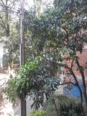 a tree on the side of a street next to a building at Abis in Medellín