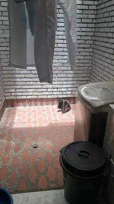 a cat sitting in a bathroom with a toilet at Habitación laureles in Medellín