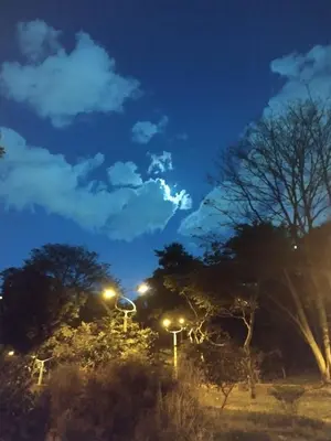 a group of trees and street lights at night at Habitación laureles in Medellín