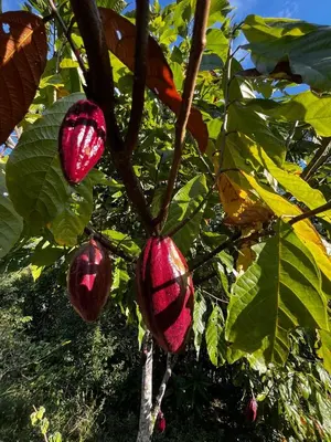 a bunch of red fruit hanging from a tree at Refugio salvaje in San Rafael