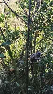 a bird is sitting in a tree at Refugio salvaje in San Rafael