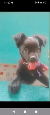a black puppy with a toy in its mouth at Refugio salvaje in San Rafael