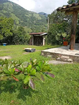 a plant in the grass next to a building at La Luna cabin in Amagá
